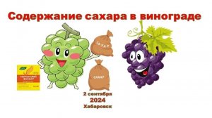 Начало созревания винограда и накопление сахара на 2-сентября 2024 г.
Хабаровск