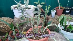 Эуфорбия кнутти (Euphorbia knuthii) Молочай кнута