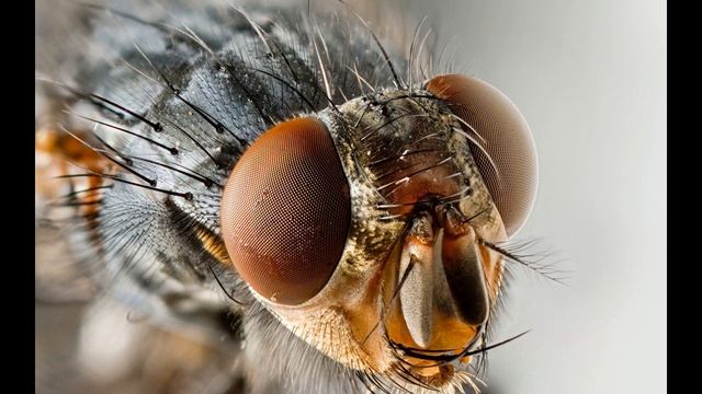 Мухи смотреть онлайн