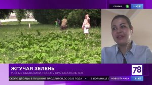 "Полезное утро" о том, почему крапива колется