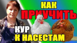 Как приучить кур к насестам.
