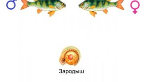 Размножение и развитие рыб