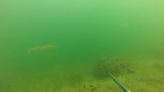 Охота на кефаль в зал. Донузлав смотреть онлайн