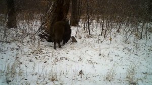 Кабан в угодьях клуба охотников "Медведь"