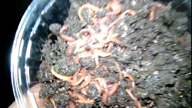 Червь Старатель .Условия разведения червей .Разведение червя старатель.Черви для биогумуса. смотреть онлайн