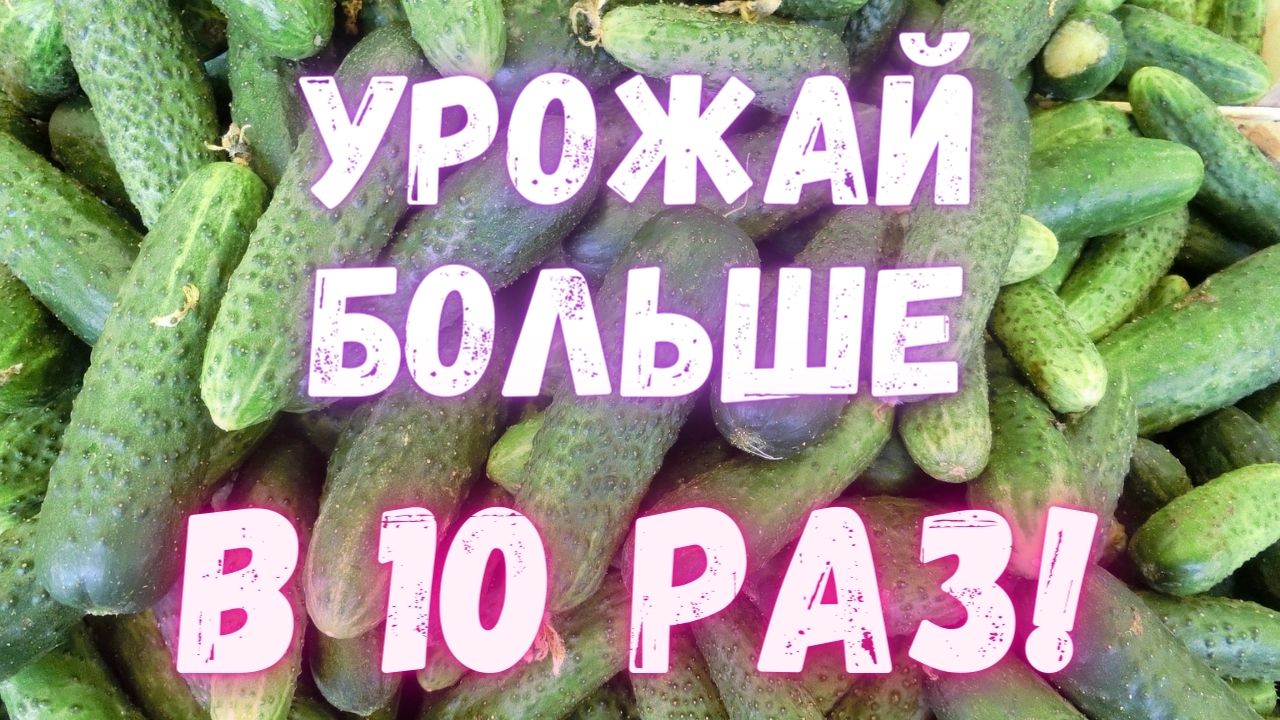 Как увеличить урожай огурцов. Сделайте это и огурцы будете собирать ящиками!