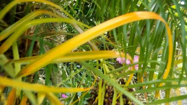 DATES · Fruit of the Phoenix roebelenii palm смотреть онлайн