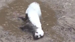 Собака валяется в грязи