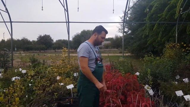 Őszi színpompa a kacsos vadszőlővel | Parthenocissus quinquefolia – Kacsos vadszőlő смотреть онлайн