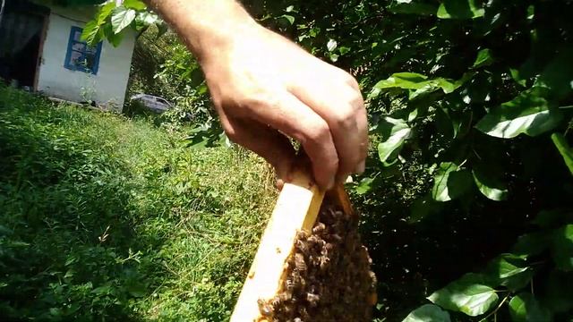 Отводки пчел Степной и Карники через перегородку.Готовим точок карники смотреть онлайн