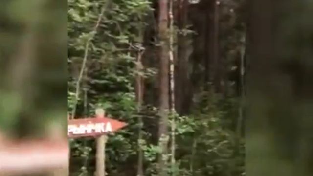 Каникулы в деревне Оконо Лепельского района, Петухова Марина 4 А класс #КаникулыСПользой182