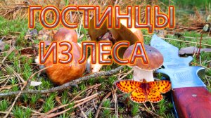 ГОСТИНЦЫ ИЗ ЛЕСА | ТИХАЯ ОХОТА В ПОДМОСКОВЬЕ