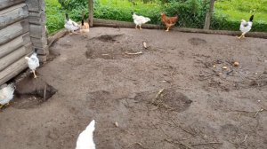 Выросли молодые курочки и петушки