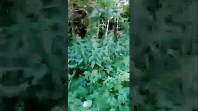 зелёный ковер смотреть онлайн