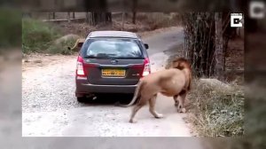Лев атакует туристов