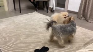 Бой Собак. Шпиц против Йорка. Есть жертвы ? #шпиц #йорк