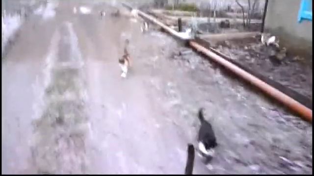 Кормление семьи кошек на соседской даче перед Новым Годом смотреть онлайн