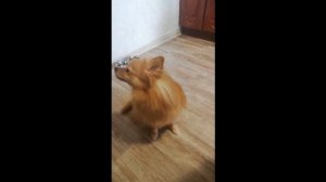 Шпиц немецкий выполняет команды легко и просто