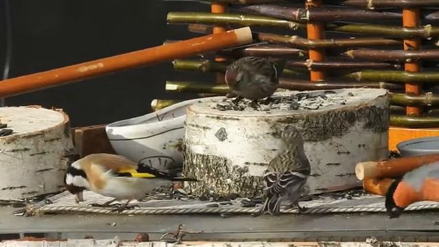 Птицы. Щегол - редкий гость на кормушке в Иваново смотреть онлайн