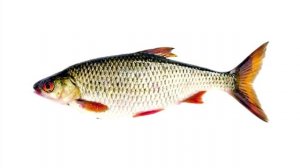 Топ 20 САМЫХ ИЗВЕСТНЫХ ПРЕСНОВОДНЫХ РЫБ