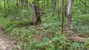 Царство древесных грибов. Вешенка рожковидная | Лесные Прогулки