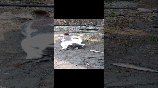 Мой улов достался коту