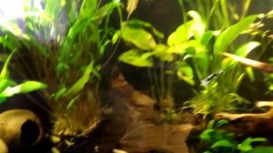 Аквариум 80л. Что происходит в моём аквариуме