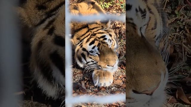 Мирный сон тигра) Тайган #shorts смотреть онлайн