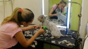 Груминг салон "Империя Мухтара" стрижка британского кота