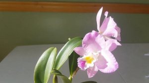 卡特兰圣诞玫瑰第二次开花 Ctt. Doris and Byron ' Christmas Rose'