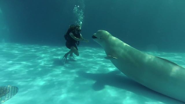 Солнечная морская вода и дельфины!!! смотреть онлайн