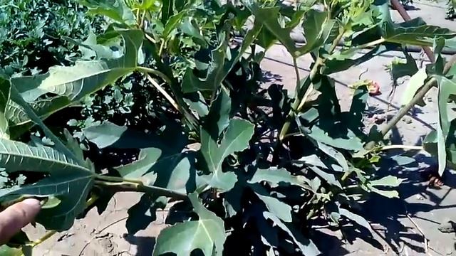 Как укрывать инжир на зиму смотреть онлайн