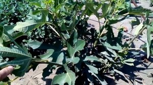 Как укрывать инжир на зиму