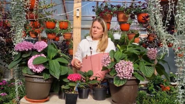 Как вырастить крупнолистную гортензию ??? смотреть онлайн