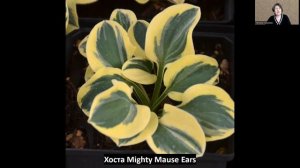 Обзор 4 сортов мышек, миниатюрных хост!