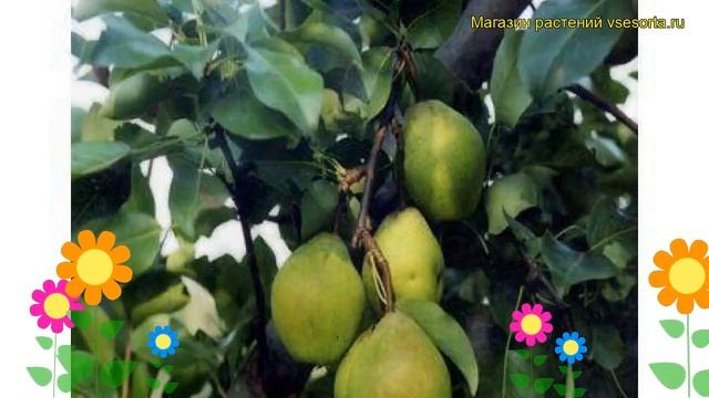 Груша обыкновенная Памятная. Краткий обзор, описание характеристик pyrus communis Pamiatnaia смотреть онлайн