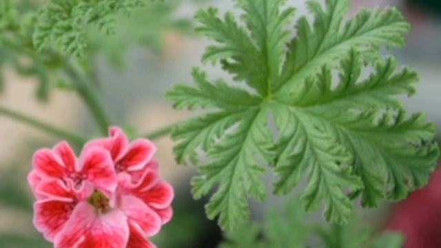 ПЕЛАРГОНИЯ: классификация видов, сортов. Уход за геранью
