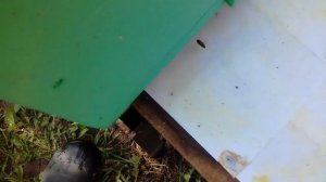 ЭФИРНЫЕ МАСЛА УБИВАЮТ КЛЕЩА ВАРРОА !Можно и без химии!Здоровье пчелы.