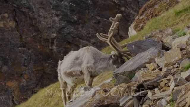 Svalbard Reindeer (Rangifer tarandus platyrhynchus) feeding on Arctic tundra grass during the summe смотреть онлайн
