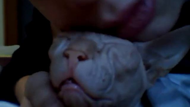 Don sphynx смотреть онлайн