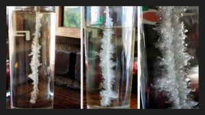 Многообразие живых организмов