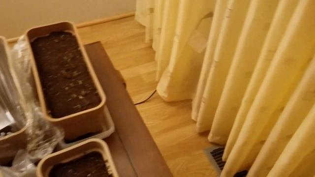 Семена томатов дружно прорастают. Теперь я буду высаживать только так.