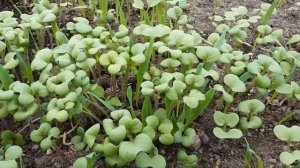 Подготовка грядок к зиме/ сидераты/ середина сентября/ Мартина дача