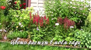 Цветы растут в моём саду. Дачные картинки 2022.mp4