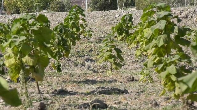 Катта даромадли бизнес  ПАВЛОНИЯ ДАРАХТИ | TADBIRKOR