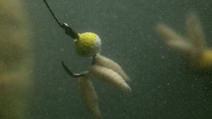 Супер уловистая ► Плавающая насадка Floating Ball Для ловли карпа, карася, плотвы... НОВИНКА