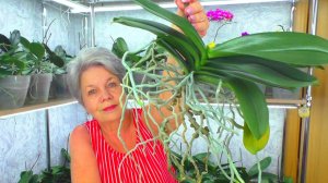 Дарю вторую молодость орхидее фаленопсис "Пульсация". Как правильно это сделать?