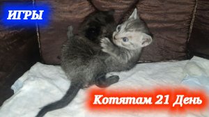 Забавные игры котят. Деткам котика Симбы и кошечки Багиры 21 день.