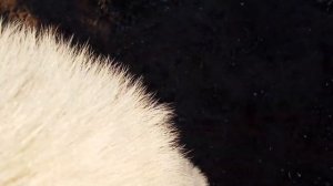 Щенки лаек, щенки волэндов, огород на северном песке