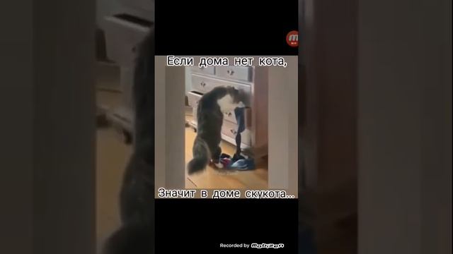 если дома нет кота значит очень скучно